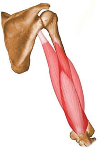 Triceps Brachii Muscle