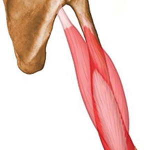 Triceps Brachii Muscle