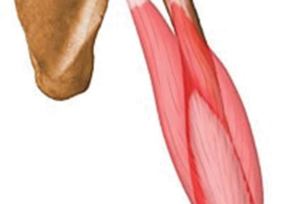 Triceps Brachii Muscle