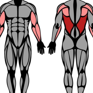 What Muscles the Pullup Works