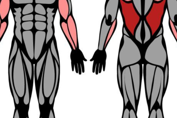 What Muscles the Pullup Works