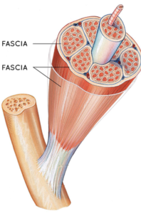 fascia