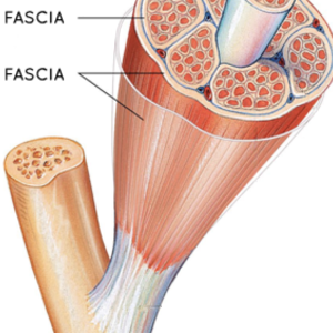 fascia