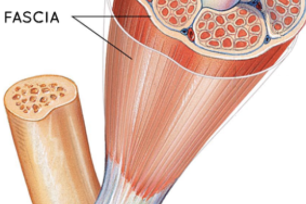 fascia