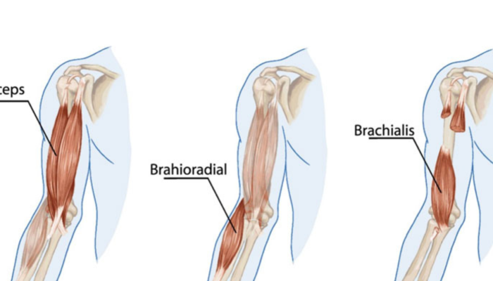 Brachialis Strain Pain Physiotherapy