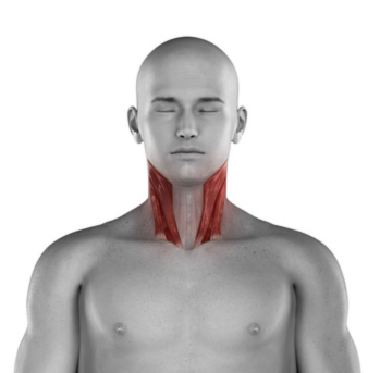 What Is Muscular Tinnitus